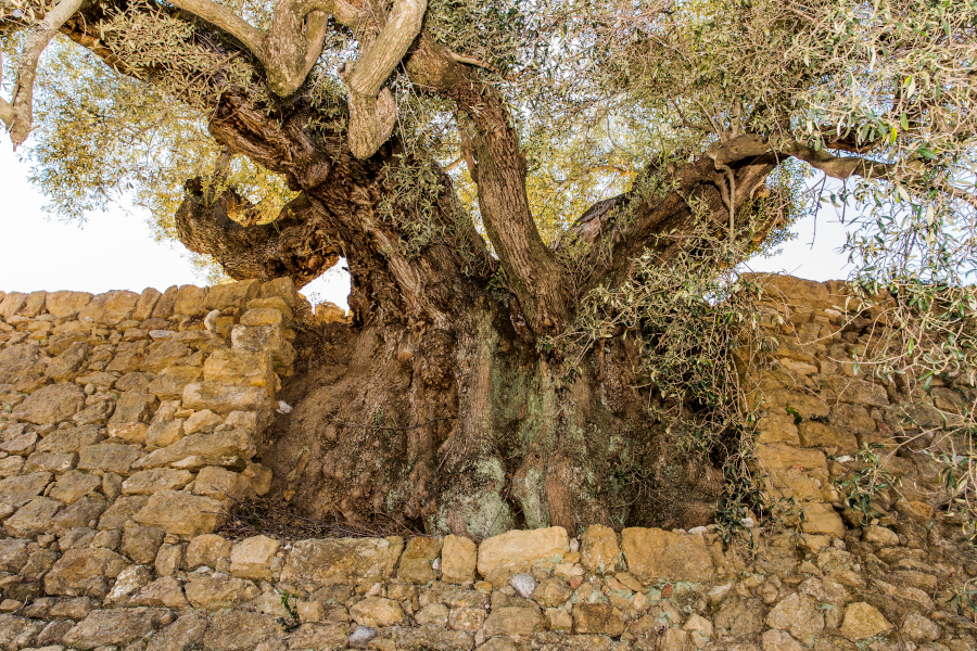 Árboles monumentales olivos